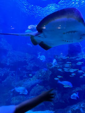 京都水族館に投稿された画像（2022/7/30）