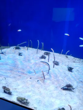 横浜・八景島シーパラダイスに投稿された画像（2022/7/30）