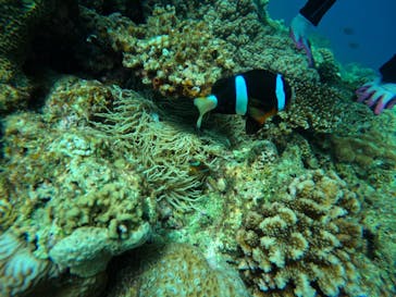 青の洞窟専門店　沖縄ダイビングショップ和に投稿された画像（2022/7/30）