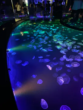 すみだ水族館に投稿された画像（2022/7/30）