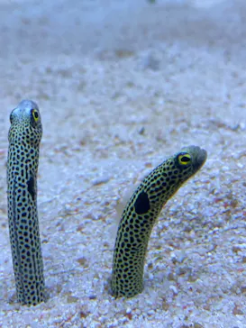 すみだ水族館に投稿された画像（2022/7/30）