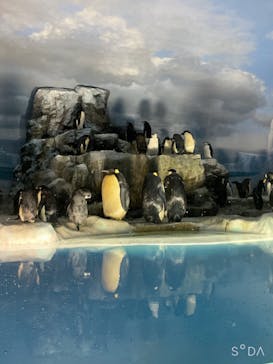 名古屋港水族館に投稿された画像（2022/7/30）