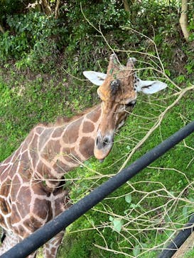 長崎バイオパークに投稿された画像（2022/7/30）
