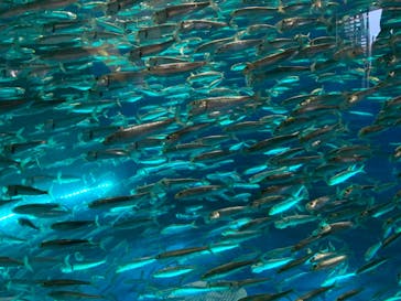 アクアワールド茨城県大洗水族館に投稿された画像（2022/7/30）