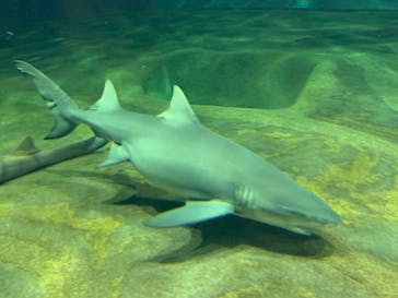 アクアワールド茨城県大洗水族館に投稿された画像（2022/7/30）