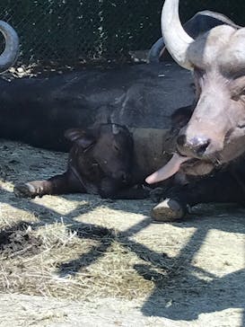 群馬サファリパークに投稿された画像（2022/7/30）