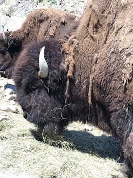 群馬サファリパークに投稿された画像（2022/7/30）