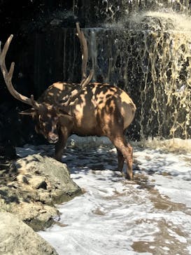 群馬サファリパークに投稿された画像（2022/7/30）