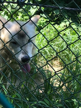 群馬サファリパークに投稿された画像（2022/7/30）