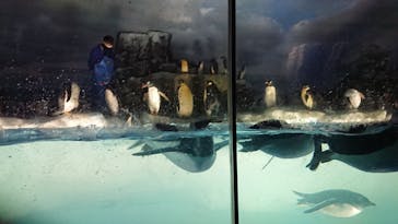 名古屋港水族館に投稿された画像（2022/7/30）