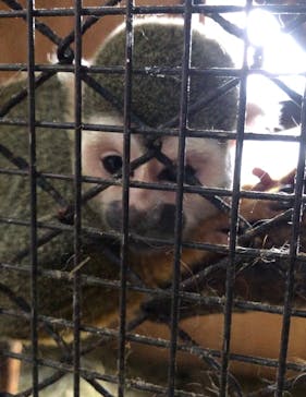 那須ワールドモンキーパークに投稿された画像（2022/7/30）