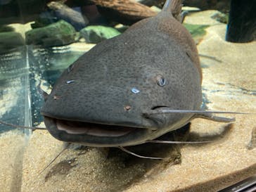 カワスイ 川崎⽔族館に投稿された画像（2022/7/30）