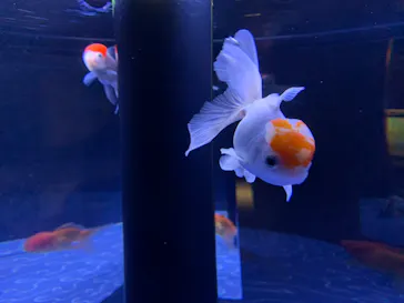 すみだ水族館に投稿された画像（2022/7/30）