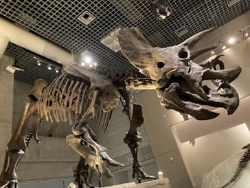 国立科学博物館に投稿された画像（2022/7/30）