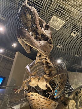 国立科学博物館に投稿された画像（2022/7/30）