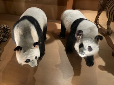 国立科学博物館に投稿された画像（2022/7/30）