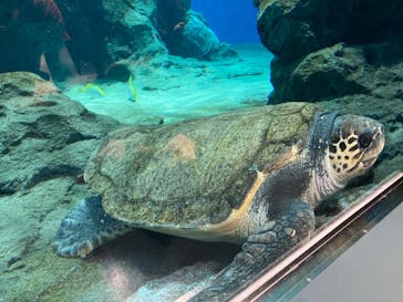 名古屋港水族館に投稿された画像（2022/7/30）