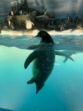 名古屋港水族館に投稿された画像（2022/7/30）