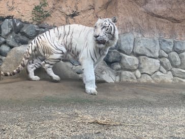 東武動物公園に投稿された画像（2022/7/30）