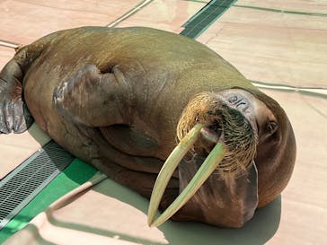 ゼロ距離水族館 伊勢シーパラダイスに投稿された画像（2022/7/30）