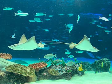 サンシャイン水族館に投稿された画像（2022/7/30）