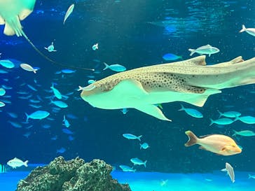 サンシャイン水族館に投稿された画像（2022/7/30）