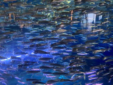 アクアワールド茨城県大洗水族館に投稿された画像（2022/7/31）