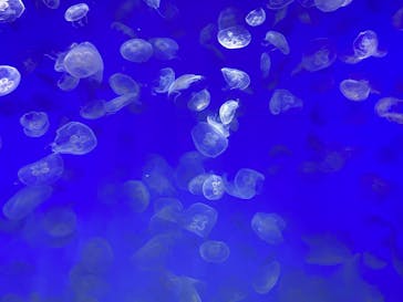 アクアワールド茨城県大洗水族館に投稿された画像（2022/7/31）