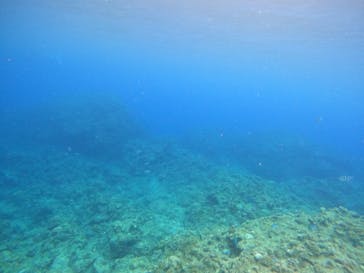 沖縄マリンサービス碧に投稿された画像（2022/7/31）