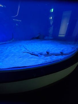 名古屋港水族館に投稿された画像（2022/7/31）