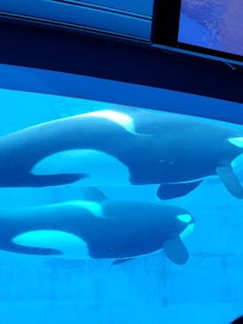名古屋港水族館に投稿された画像（2022/7/31）