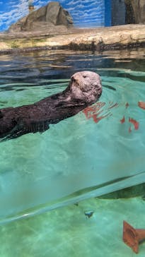 マリンワールド海の中道に投稿された画像（2022/7/31）