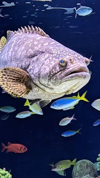 マリンワールド海の中道に投稿された画像（2022/7/31）