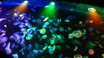 すみだ水族館に投稿された画像（2022/7/31）