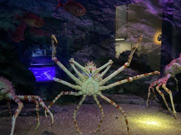 大分マリーンパレス水族館 「うみたまご」に投稿された画像（2022/7/31）