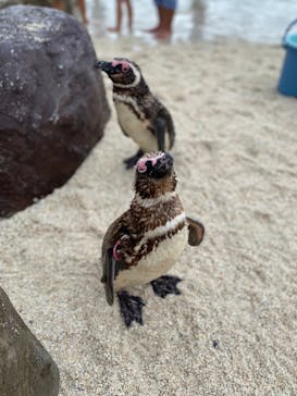 大分マリーンパレス水族館 「うみたまご」に投稿された画像（2022/7/31）