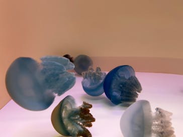 大分マリーンパレス水族館 「うみたまご」に投稿された画像（2022/7/31）