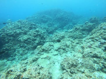 武藤潜水に投稿された画像（2022/7/31）