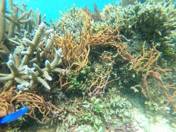 marine assist DEMI（マリンアシストデミ）に投稿された画像（2022/7/31）