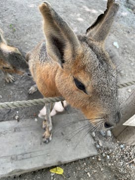 しろとり動物園に投稿された画像（2022/7/31）