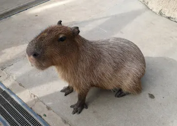 神戸どうぶつ王国に投稿された画像（2022/7/31）