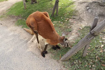 神戸どうぶつ王国に投稿された画像（2022/7/31）