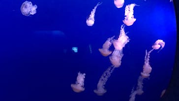 新江ノ島水族館に投稿された画像（2022/7/31）