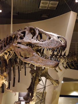 国立科学博物館に投稿された画像（2022/7/31）