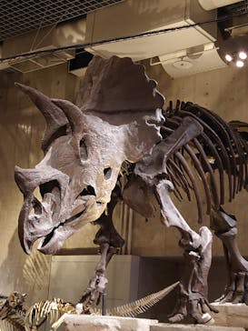 国立科学博物館に投稿された画像（2022/7/31）