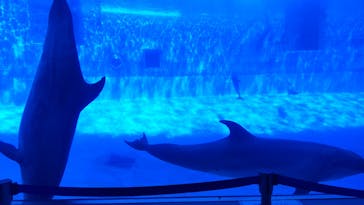 名古屋港水族館に投稿された画像（2022/7/31）