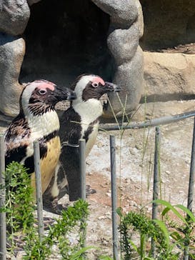 サンシャイン水族館に投稿された画像（2022/7/31）