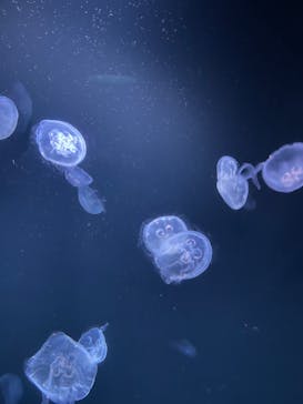 サンシャイン水族館に投稿された画像（2022/7/31）