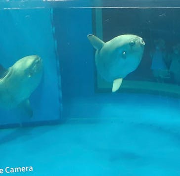 アクアワールド茨城県大洗水族館に投稿された画像（2022/7/31）