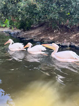 神戸どうぶつ王国に投稿された画像（2022/7/31）